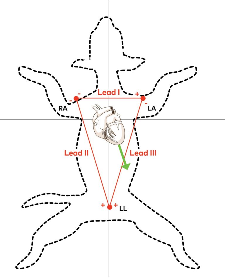 Reading ECGs (Electrocardiogram) in Dogs